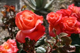 Roses in Cabrera